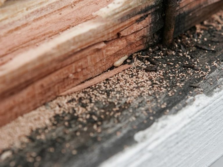 5 Early Warning Signs of a Termite Infestation