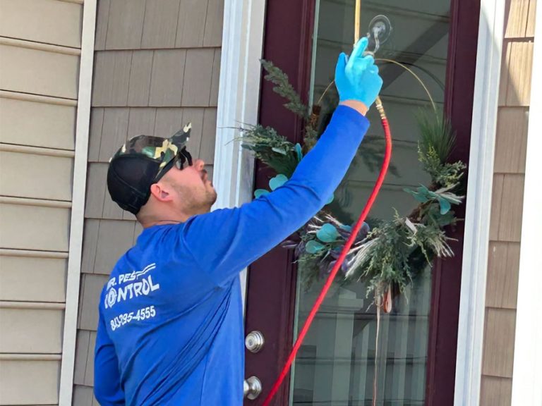 Why Year-Round Pest Control Beats One-Time Treatments in the Lowcountry