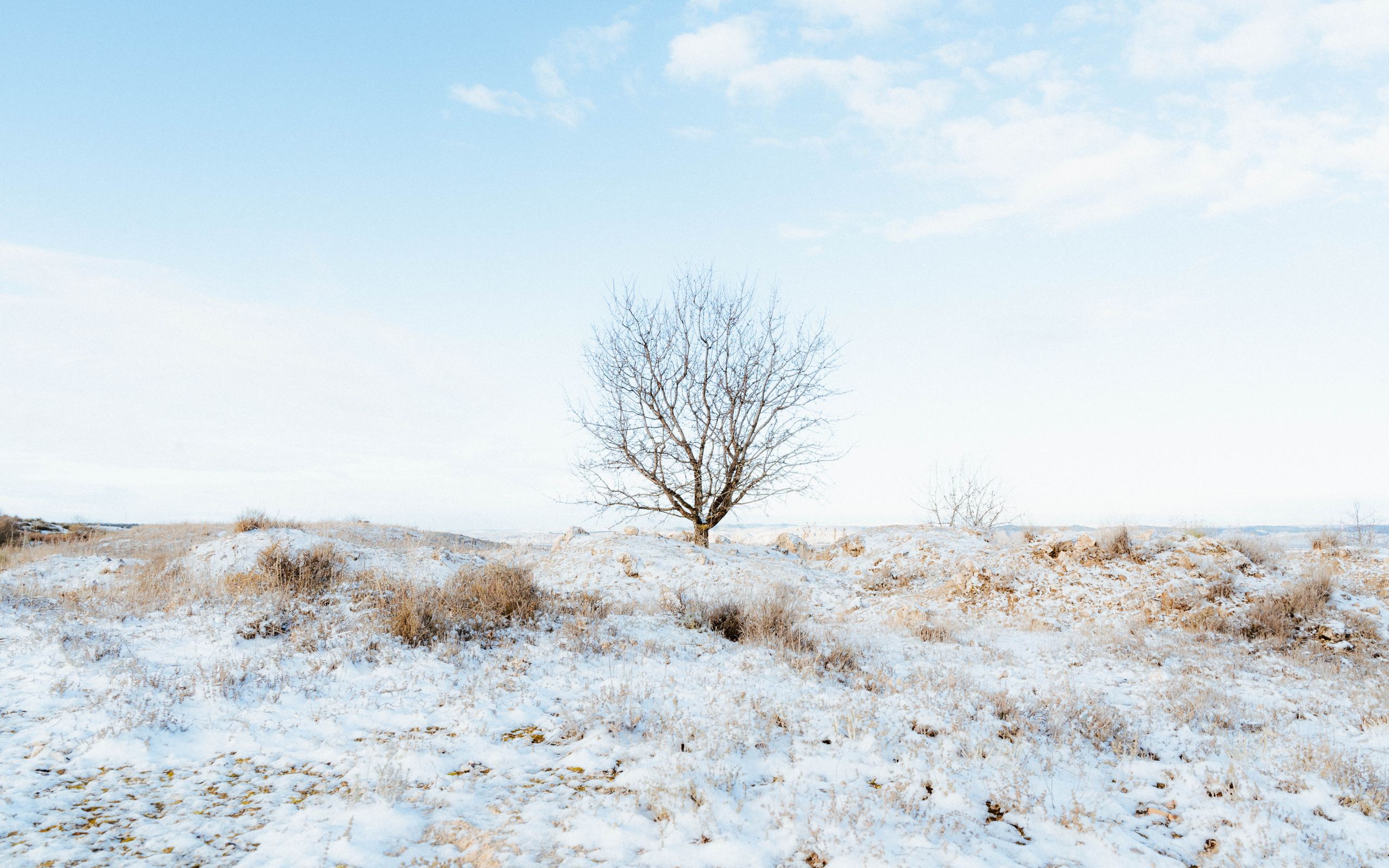 A barren tree stands alone in a snow-covered field near Madrid, Spain, under a clear sky.