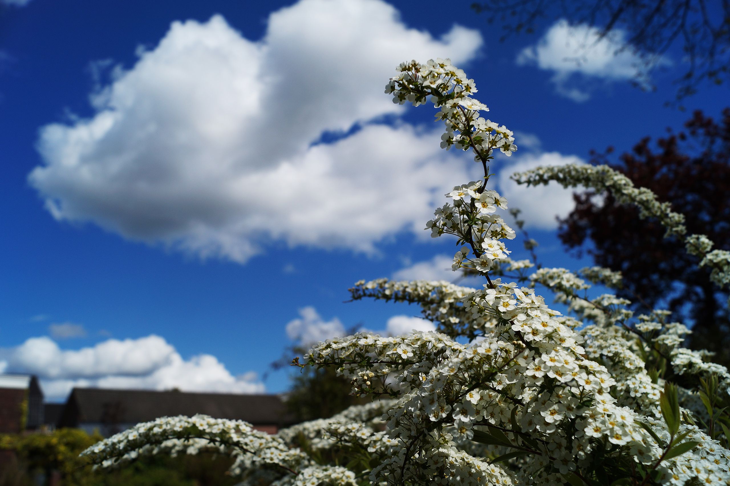 White blossoms under a vibrant blue sky with fluffy clouds, capturing a serene rural landscape.